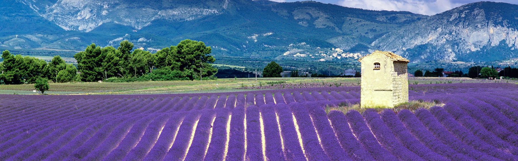 Champs de lavande en Provence près de l'hôtel du Parc à Montélimar